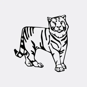 Hand-drawn pencil graphics, tiger head. Stock Illustration