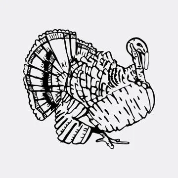 Hand-drawn pencil graphics, turkey. Engraving, stencil style. Stock Illustration