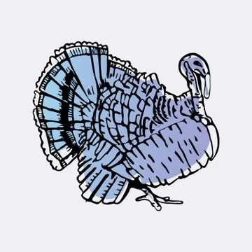 Hand-drawn pencil graphics, turkey. Engraving, stencil style. Stock Illustration