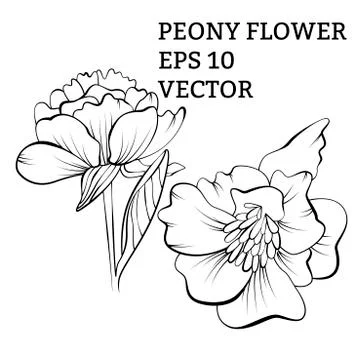 Hand drawn peony flower in vector Stock Illustration