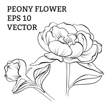 Hand drawn peony flower in vector Stock Illustration