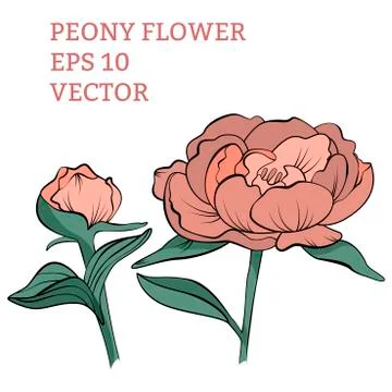 Hand drawn peony flower in vector Stock Illustration