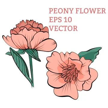 Hand drawn peony flower in vector Stock Illustration