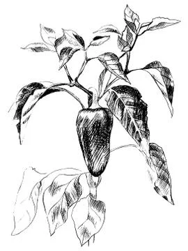 Hand drawn pepper Illustrazione stock