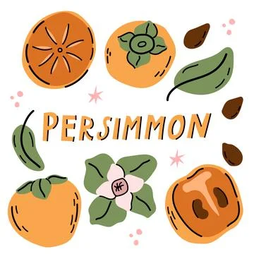 Hand drawn persimmon fruit vector set with slices seeds and flower Stock Illustration