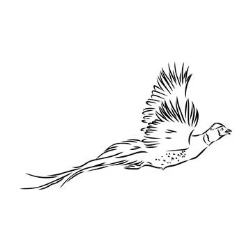 Hand drawn of an pheasant, sketch. Vector illustration isolated on a white ba Stock Illustration