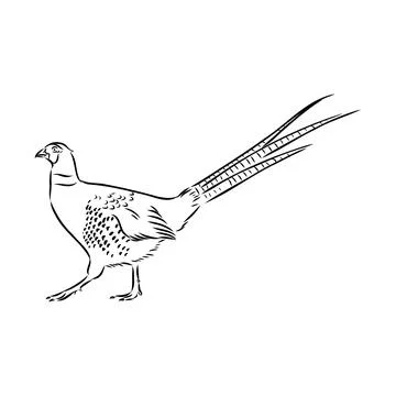 Hand drawn of an pheasant, sketch. Vector illustration isolated on a white ba Stock Illustration