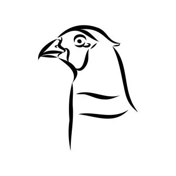 Hand drawn of an pheasant, sketch. Vector illustration isolated on a white ba Stock Illustration