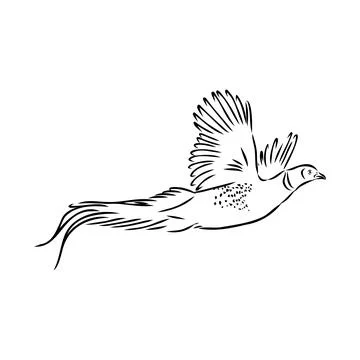 Hand drawn of an pheasant, sketch. Vector illustration isolated on a white ba Stock Illustration