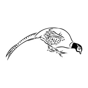 Hand drawn of an pheasant, sketch. Vector illustration isolated on a white ba Stock Illustration