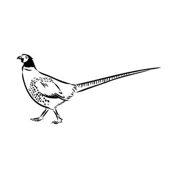 Hand drawn of an pheasant, sketch. Vector illustration isolated on a white ba Stock Illustration