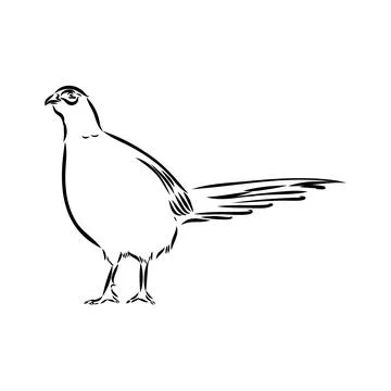 Hand drawn of an pheasant, sketch. Vector illustration isolated on a white ba Stock Illustration