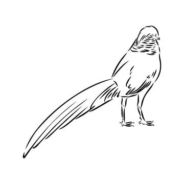 Hand drawn of an pheasant, sketch. Vector illustration isolated on a white ba Illustrazione stock