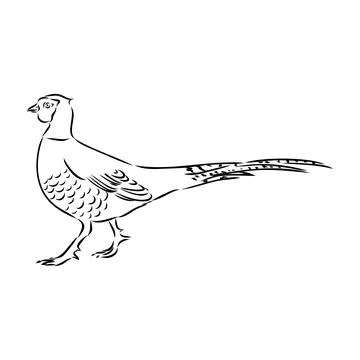 Hand drawn of an pheasant, sketch. Vector illustration isolated on a white ba Stock Illustration