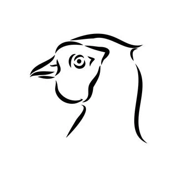 Hand drawn of an pheasant, sketch. Vector illustration isolated on a white ba Stock Illustration