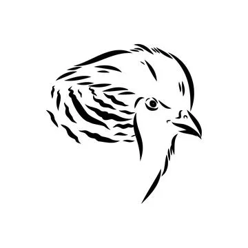Hand drawn of an pheasant, sketch. Vector illustration isolated on a white ba Stock Illustration