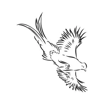 Hand drawn of an pheasant, sketch. Vector illustration isolated on a white ba Stock Illustration