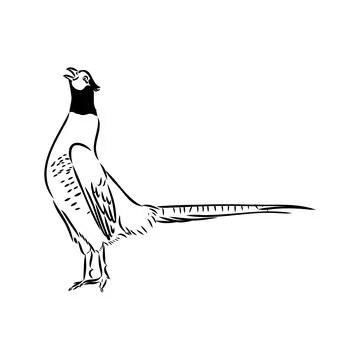 Hand drawn of an pheasant, sketch. Vector illustration isolated on a white ba Stock Illustration
