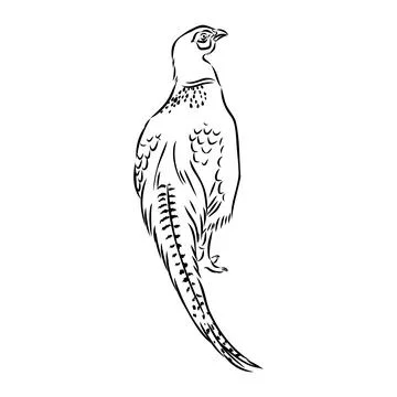 Hand drawn of an pheasant, sketch. Vector illustration isolated on a white ba Stock Illustration