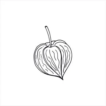 Hand-drawn Physalis doodle illustration isolated on white background. Stock Illustration