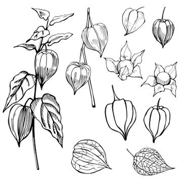 Hand drawn  Physalis fruit ( Physalis peruviana).  Vector sketch illustration Stock Illustration