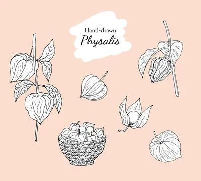Hand-drawn physalis illustration. Physalis berries in a basket, physalis fr.. Stock Illustration