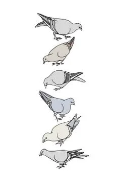 Hand drawn pigeons Stock Illustration
