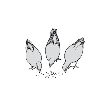 Hand drawn pigeons Stock Illustration