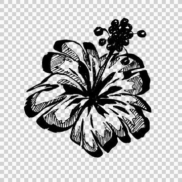 Hand-drawn pigma ink flower (4) Stock Illustration
