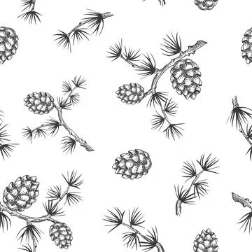 Hand drawn pine branch seamless pattern on white background, cone, needles, hand Stock Illustration
