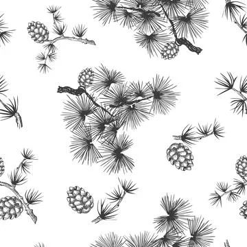 Hand drawn pine branch seamless pattern on white background, cone, needles, hand Stock Illustration