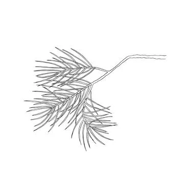 Hand drawn pine branch. Vector illustration. Line drawing. Stock Illustration