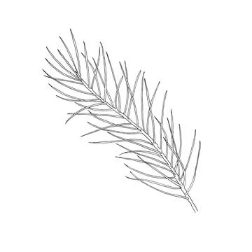 Hand drawn pine branch. Vector illustration. Stock Illustration