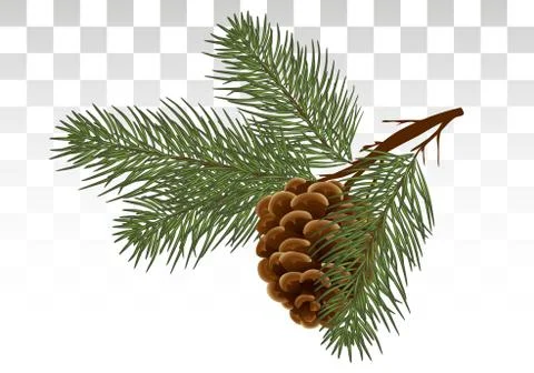Hand drawn Pine cone and fir tree. Botanical drawn vector illustration. Isola Illustrazione stock