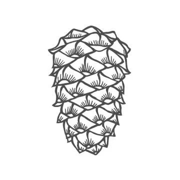 Hand drawn pine cone Stock Illustration