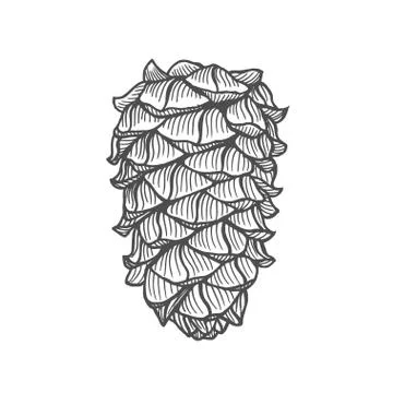Hand drawn pine cone Illustrazione stock