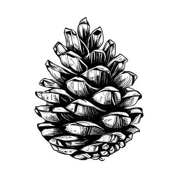 Hand drawn of pine cone. Stock Illustration
