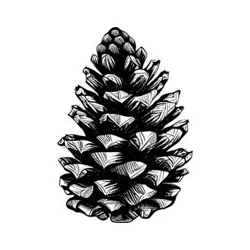 Hand drawn of pine cone. Stock Illustration