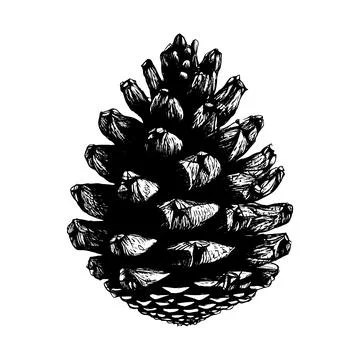 Hand drawn of pine cone. Stock Illustration
