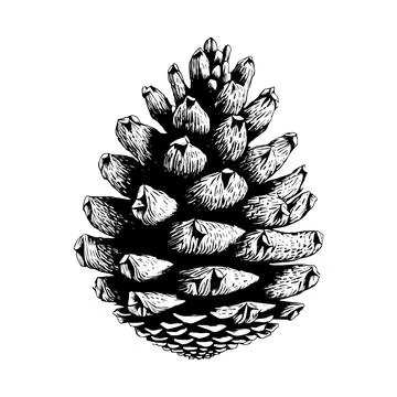 Hand drawn of pine cone. Stock Illustration