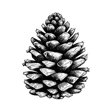 Hand drawn of pine cone. Stock Illustration