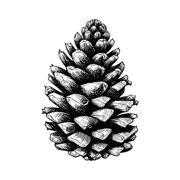 Hand drawn of pine cone. Stock Illustration