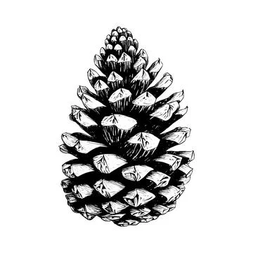 Hand drawn of pine cone. Stock Illustration