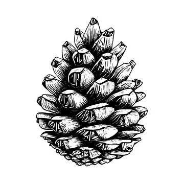 Hand drawn of pine cone. Stock Illustration