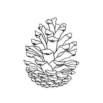 Hand drawn pine cone. Vector illustration Illustrazione stock