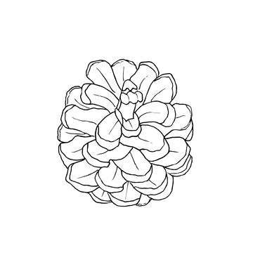 Hand drawn pine cone. Vector illustration. Illustrazione stock