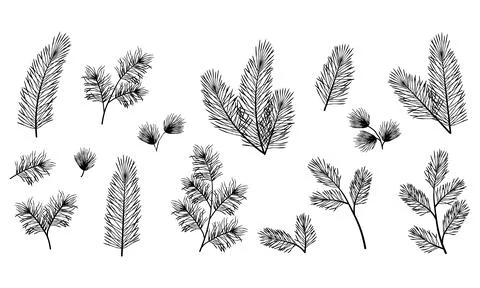Hand-drawn pine, spruce and fir branches in black.Detailed botanical elemen.. 스톡 일러스트