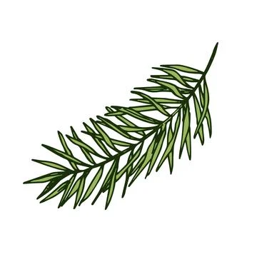 Hand drawn pine tree branch isolated on white background. Ink illustration in Stock Illustration