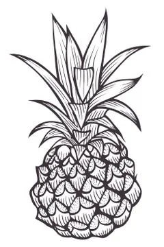 Hand drawn Pineapple. Stock Illustration