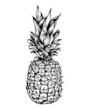 Hand drawn pineapple Stock Illustration